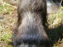 CPL bij paarden: herkennen en klachten beperken