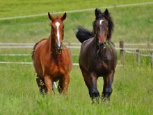 ARTIKEL blogger Heyesther: Kruiden bij paarden?