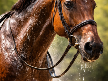 Wat is het nut van Elektrolyten voeren aan paarden?