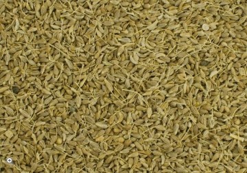 Anijszaad spijsvertering luchtwegen paard