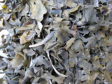 Blaaswier zeewier kelp paardenkruiden