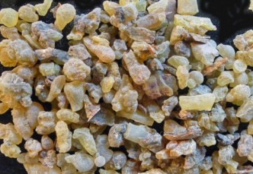 Bowellia paardenkruiden