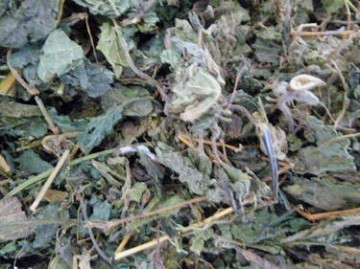 Brandnetel paard bij paardenkriebels