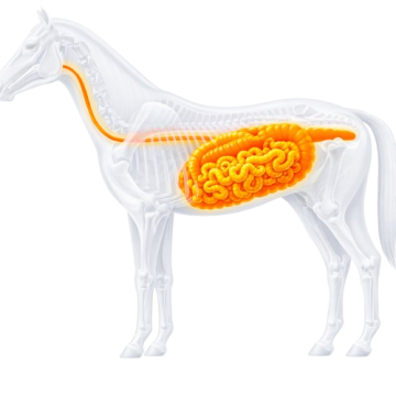 bodyscan paard energetisch test set kruiden