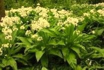 Daslook spijsvertering paard