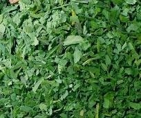 Daslook paardenkruiden