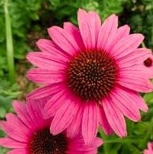 Echinacea Purpurea weerstand paard