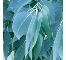 Eucalyptusblad dampigheid