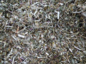 Guldenroede paardenkruiden