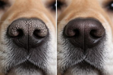 Hondenneus droge huid hyperkeratose