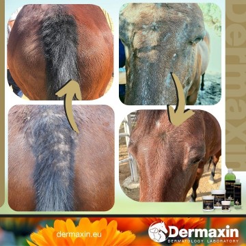 dermaxin zomereczeem paard