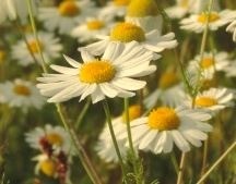 Kamille voor paarden