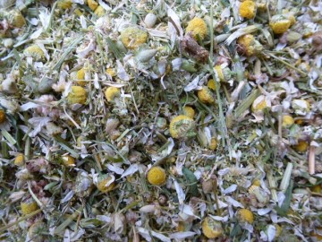 Kamille paardenkruiden