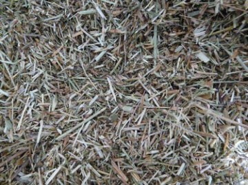 Kleefkruid paardenkruiden lymfe paard