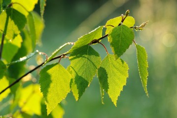 berkenblad vochtafvoer bij paarden