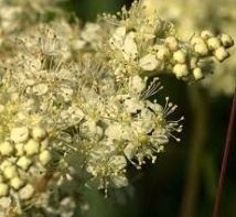 Moerasspirea paardenkruiden
