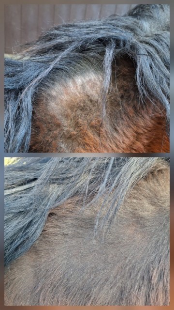 Kale plekjes paard Neem olie 1 week later