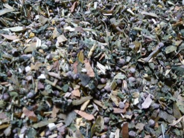 parasieten paardenkruiden