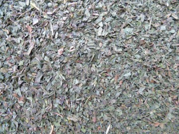 Pepermunt blad paarden spijsvertering