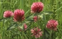 Rode klaver bloesem paardenkruiden