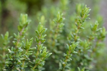 tijm luchtwegen paard