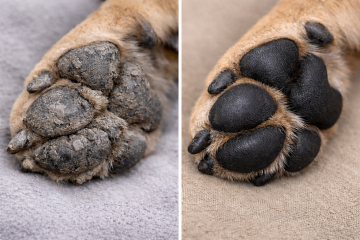 Snoet - Voet zalf voor dieren