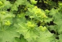 Vrouwenmantel prikkelbaar paard