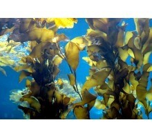 Zeewier kruiden voor paarden