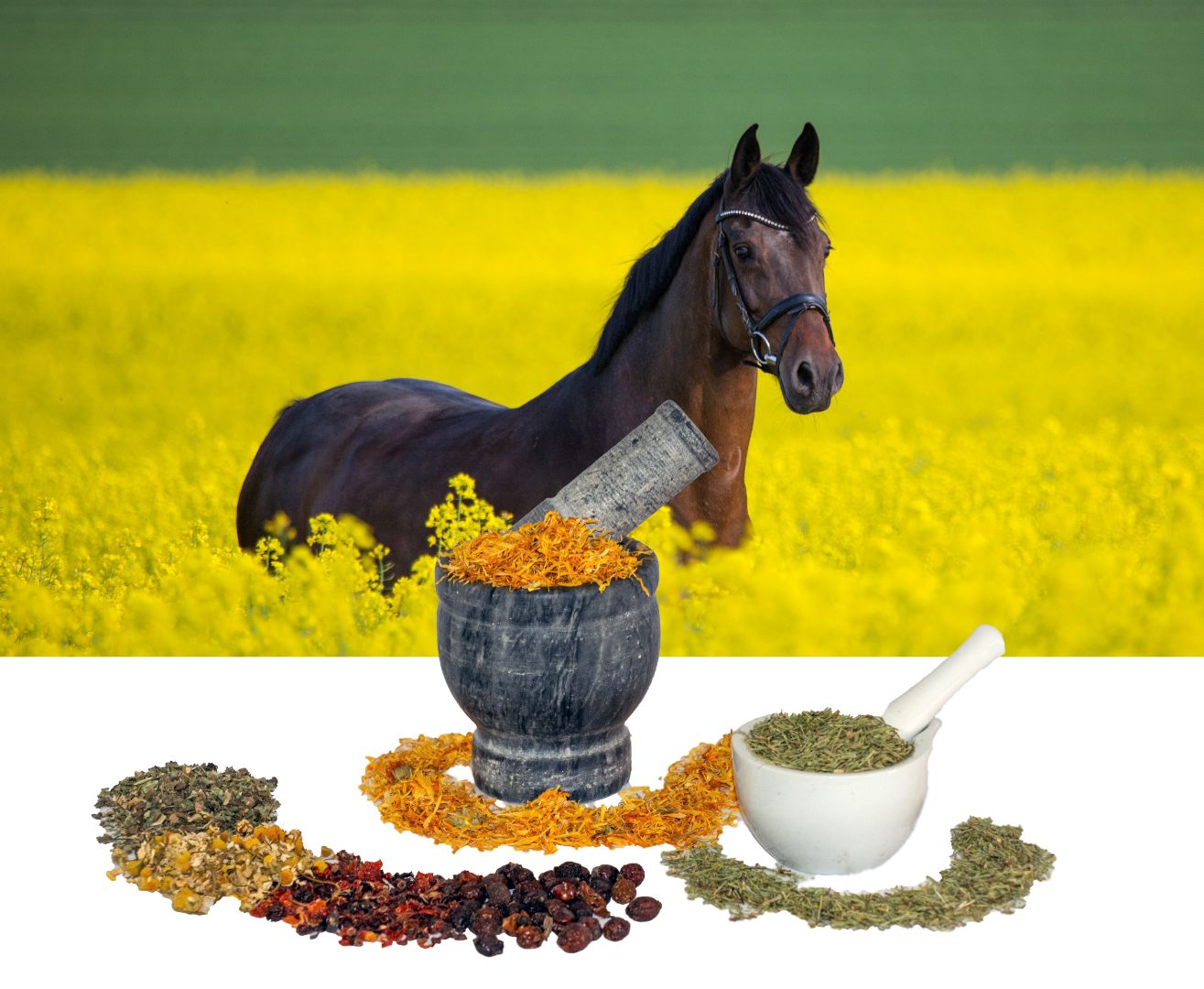 copyright© equine-motion®