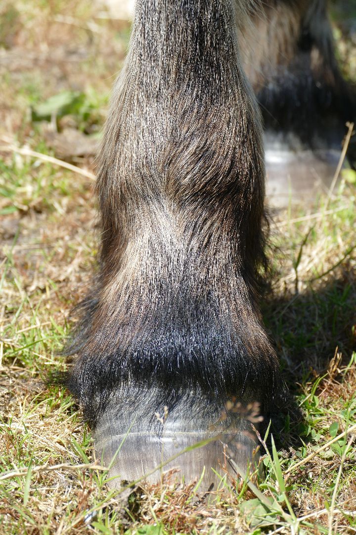 paarden met sokken en CPL
