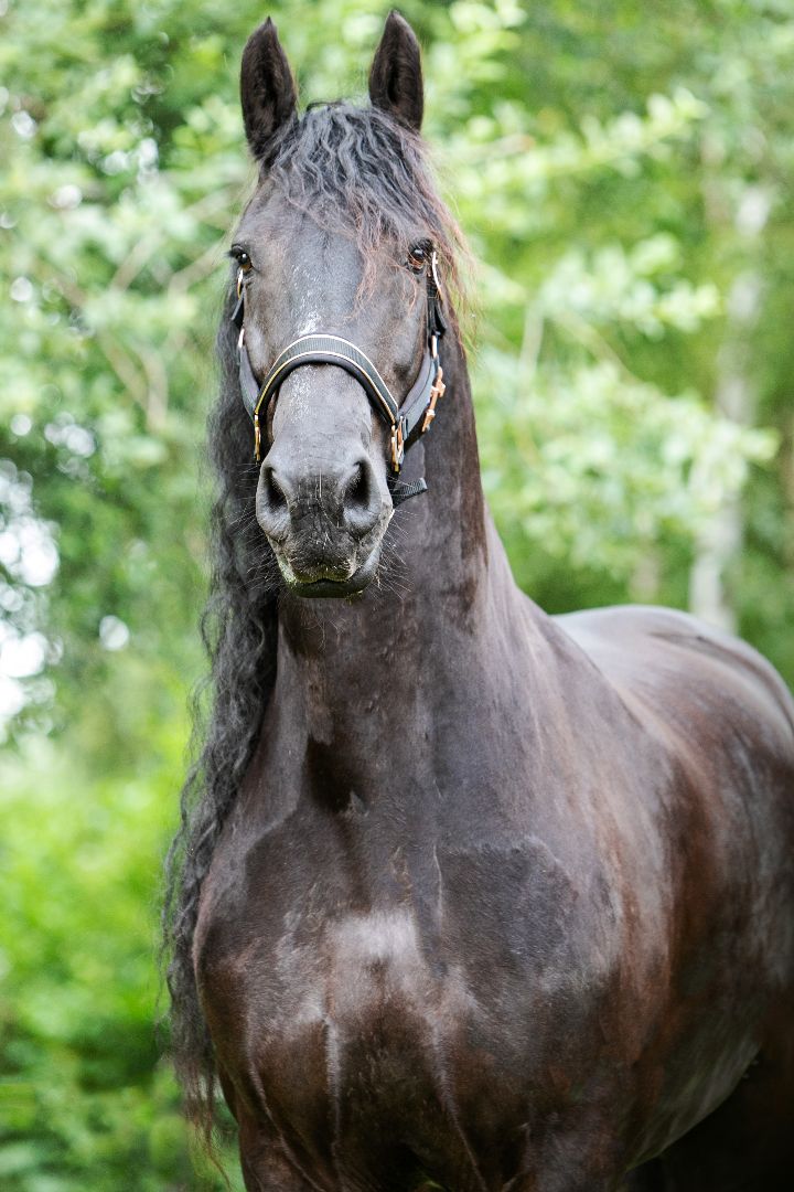 Friese paarden gevoelig voor zomereczeem ©copyright Equine-Motion Remedies