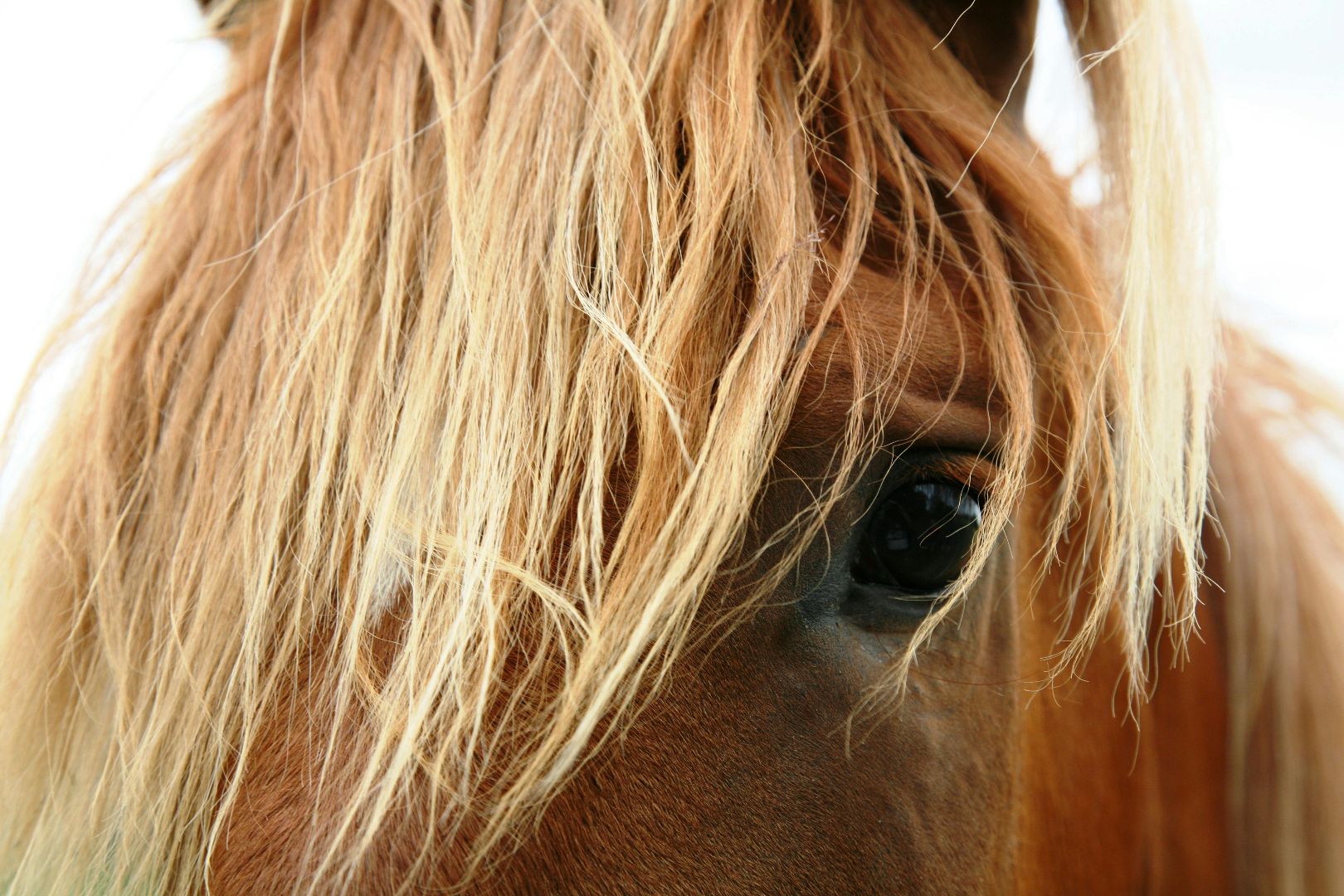 zomereczeem bij paarden